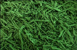 alga